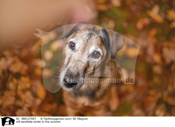 old westfalia terrier in the autumn / MW-27087