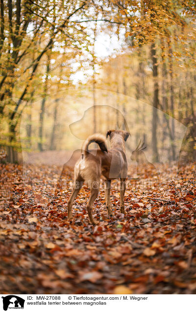 Westfalenterrier zwischen Magnolien / westfalia terrier between magnolias / MW-27088