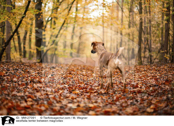 westfalia terrier between magnolias / MW-27091
