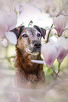 old westfalia terrier between magnolias