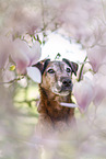 old westfalia terrier between magnolias