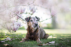 old westfalia terrier between magnolias