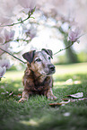 old westfalia terrier between magnolias