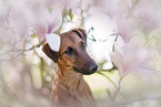 westfalia terrier between magnolias