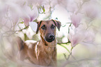 westfalia terrier between magnolias