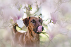 westfalia terrier between magnolias