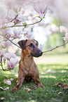 westfalia terrier between magnolias