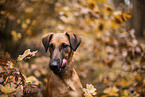 westfalia terrier between magnolias