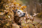 old westfalia terrier in the autumn