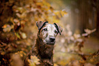 old westfalia terrier in the autumn