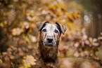 old westfalia terrier in the autumn
