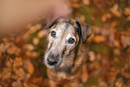 old westfalia terrier in the autumn