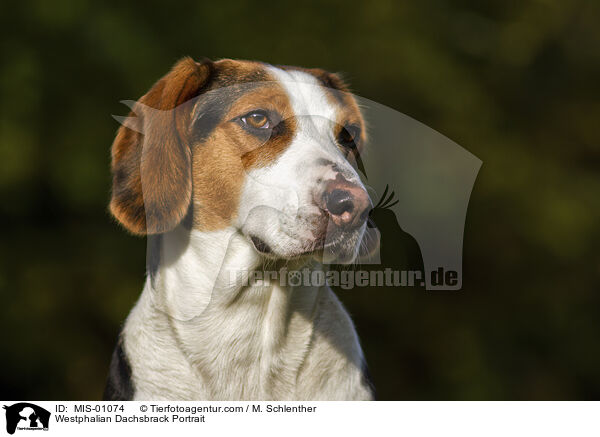 Westphalian Dachsbrack Portrait / MIS-01074