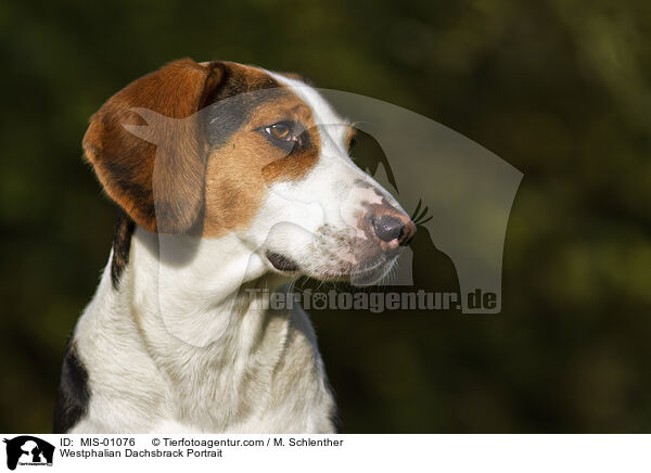 Westflische Dachsbracke Portrait / Westphalian Dachsbrack Portrait / MIS-01076