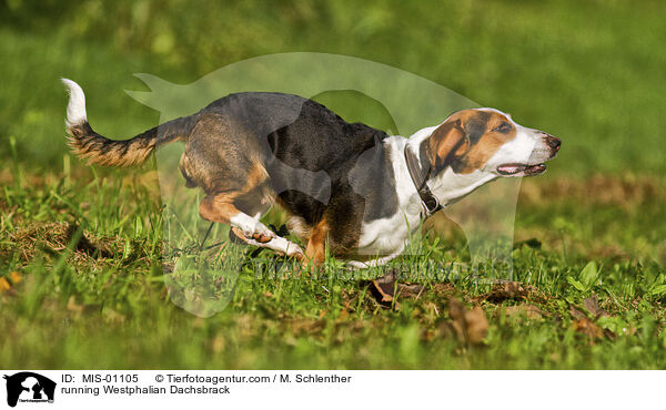running Westphalian Dachsbrack / MIS-01105