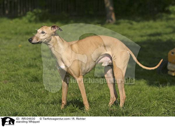 stehender / standing Whippet / RR-04630