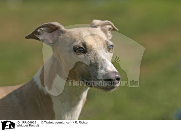 Whippet Portrait / Whippet Portrait / RR-04632