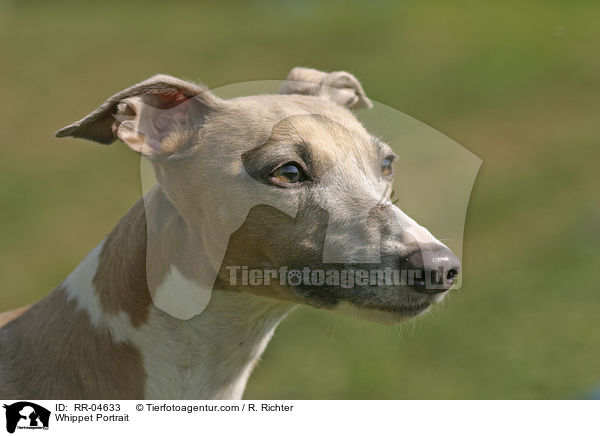 Whippet Portrait / Whippet Portrait / RR-04633