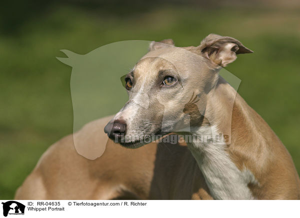 Whippet Portrait / Whippet Portrait / RR-04635