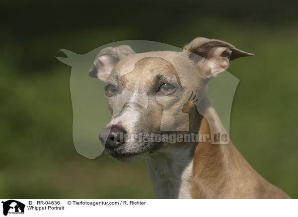 Whippet Portrait / RR-04636