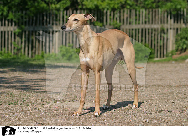 stehender Whippet / standing Whippet / RR-04637