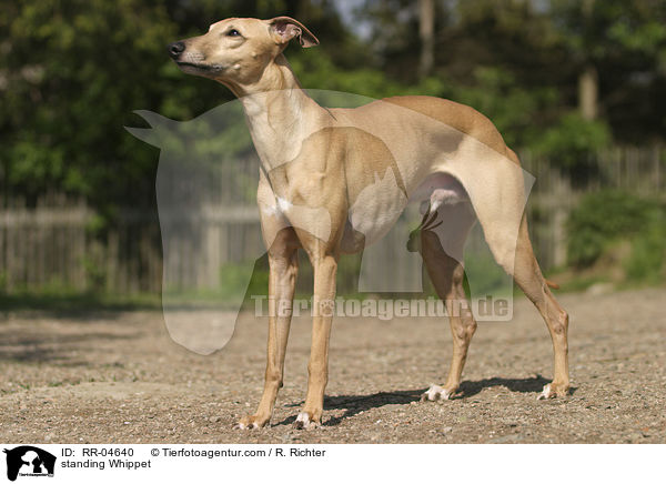 stehender / standing Whippet / RR-04640