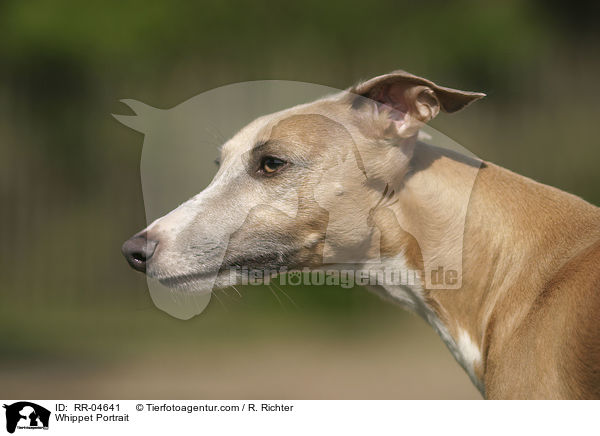 Whippet Portrait / Whippet Portrait / RR-04641