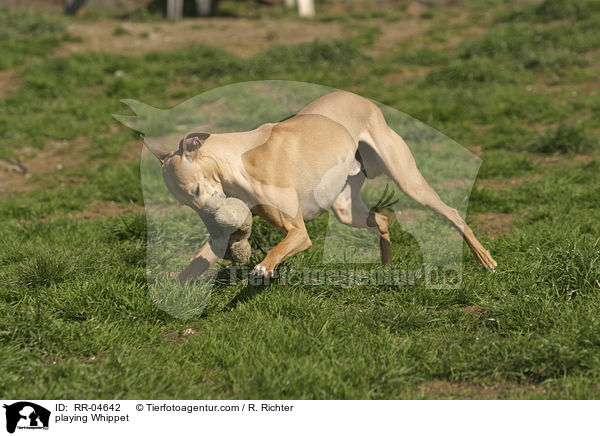 spielender / playing Whippet / RR-04642