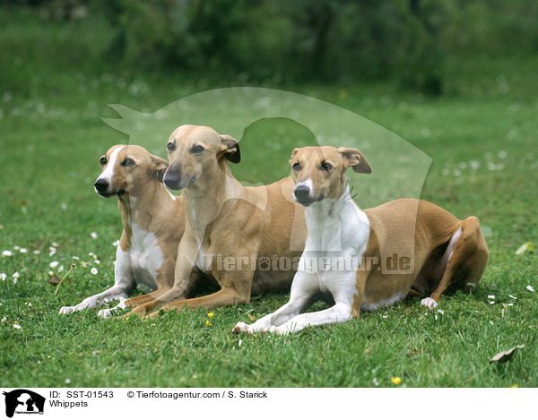 Whippets / Whippets / SST-01543