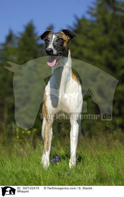 Whippet / Whippet / SST-02415