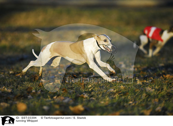rennender Whippet / running Whippet / SST-03394
