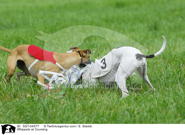 Whippets beim Coursing / Whippets at Coursing / SST-04577