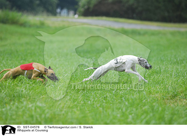 Whippets beim Coursing / Whippets at Coursing / SST-04578
