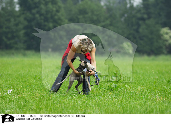 Whippet beim Coursing / Whippet at Coursing / SST-04580