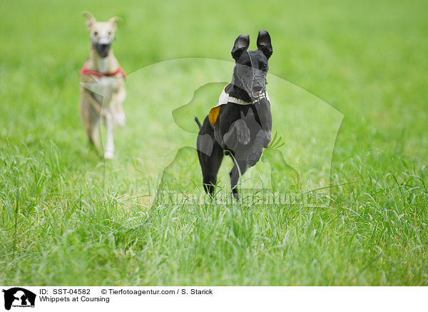 Whippets beim Coursing / Whippets at Coursing / SST-04582