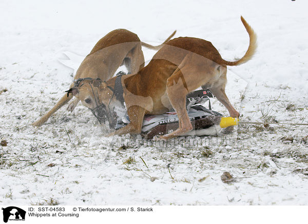 Whippets beim Coursing / Whippets at Coursing / SST-04583
