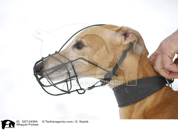 Whippet Portrait / Whippet Portrait / SST-04584