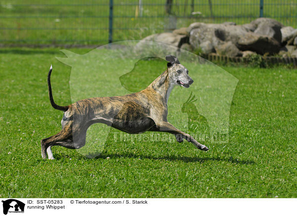 rennender Whippet / running Whippet / SST-05283