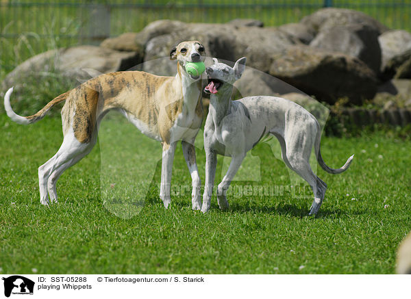 spielende Whippets / playing Whippets / SST-05288