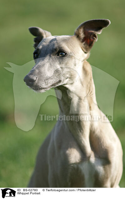 Whippet Portrait / BS-02780