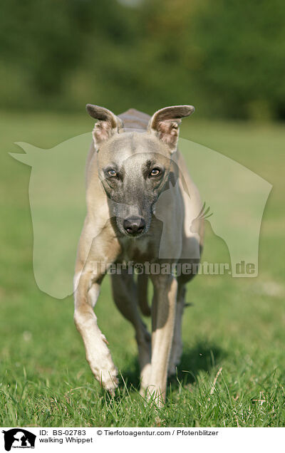 laufender Whippet / walking Whippet / BS-02783