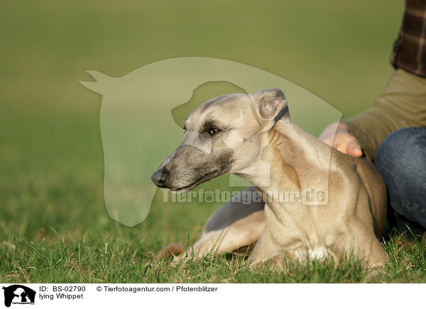liegender Whippet / lying Whippet / BS-02790