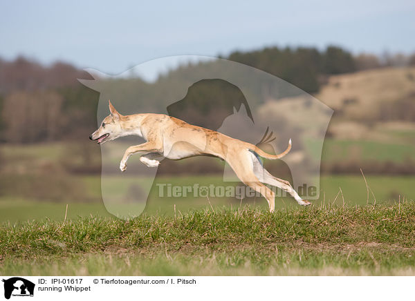rennender Whippet / running Whippet / IPI-01617