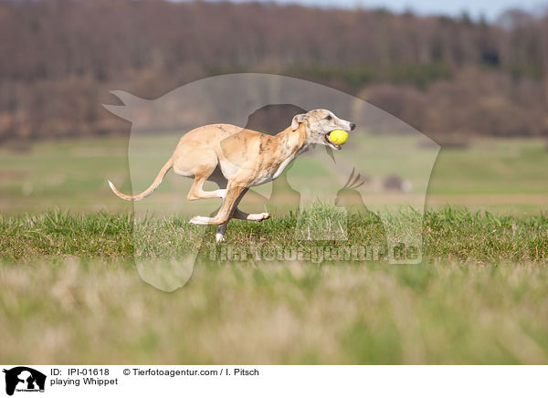 spielender Whippet / playing Whippet / IPI-01618