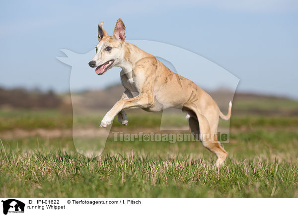rennender Whippet / running Whippet / IPI-01622