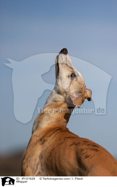 Whippet / Whippet / IPI-01628
