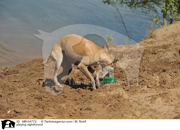 spielender Whippet / playing sighthound / MR-04772