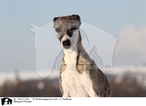 Whippet Portrait / Whippet Portrait / JH-11124