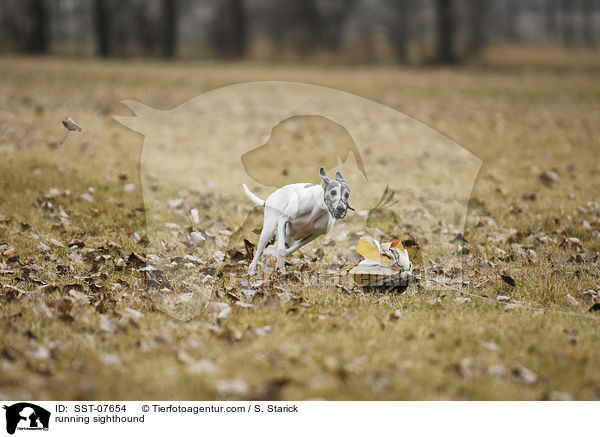 running sighthound / SST-07654