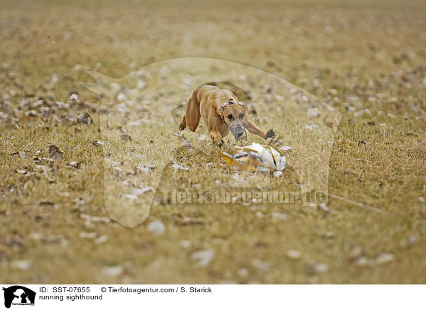rennender Whippet / running sighthound / SST-07655